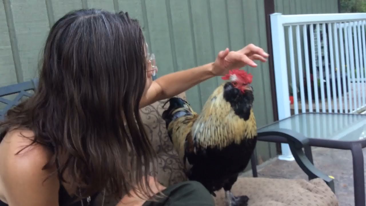 Petting Popo The Rooster
