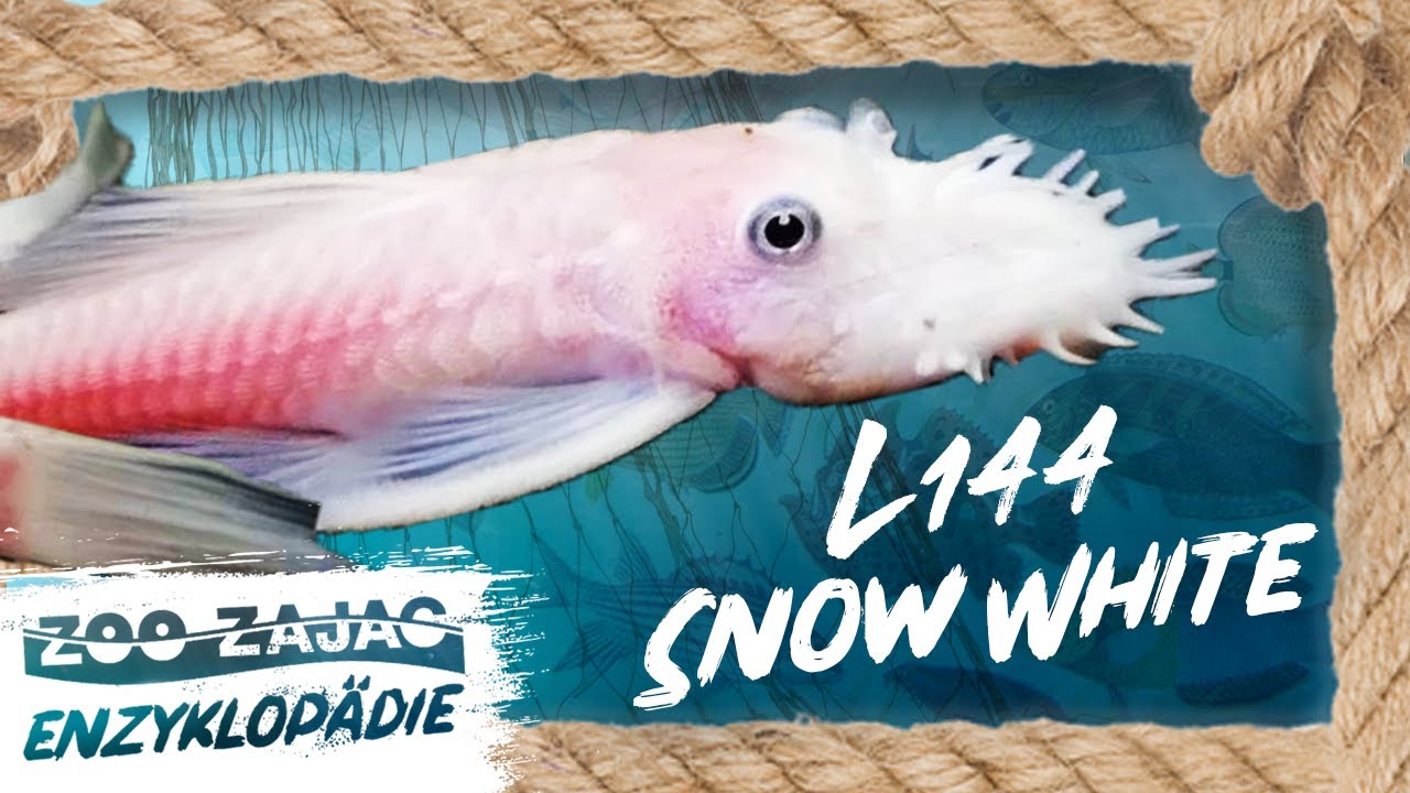 L144 SNOW WHITE | FISCHENZYKLOPÄDIE | ZOO ZAJAC