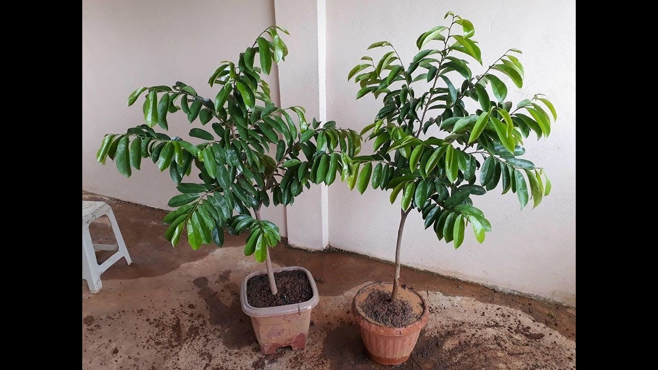Como ter um pé de graviola frutificando vaso 40 litros primeiro passo.