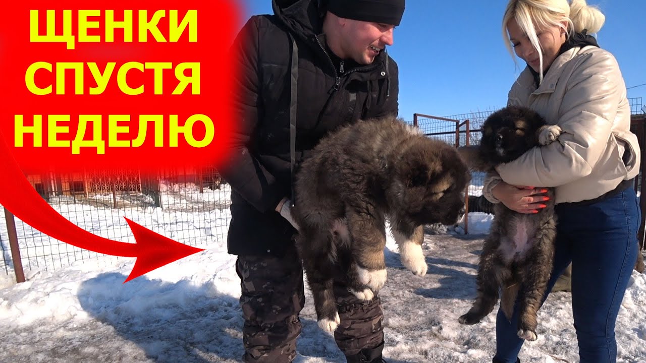 Показ щенков спустя неделю / Кавказская овчарка