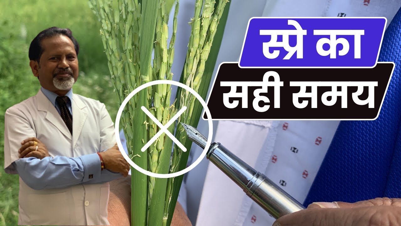 धान में किस समय स्प्रे नहीं करना चाहिए ?