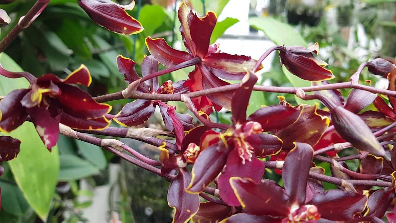 ESPECTACULAR FLORACION CAMBRIA