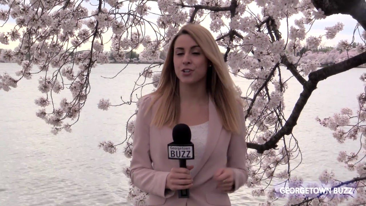 Cherry Blossoms in Washington, DC