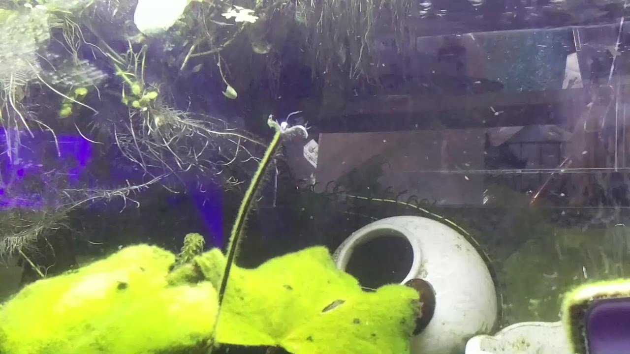 Freshwater Tank Stream!