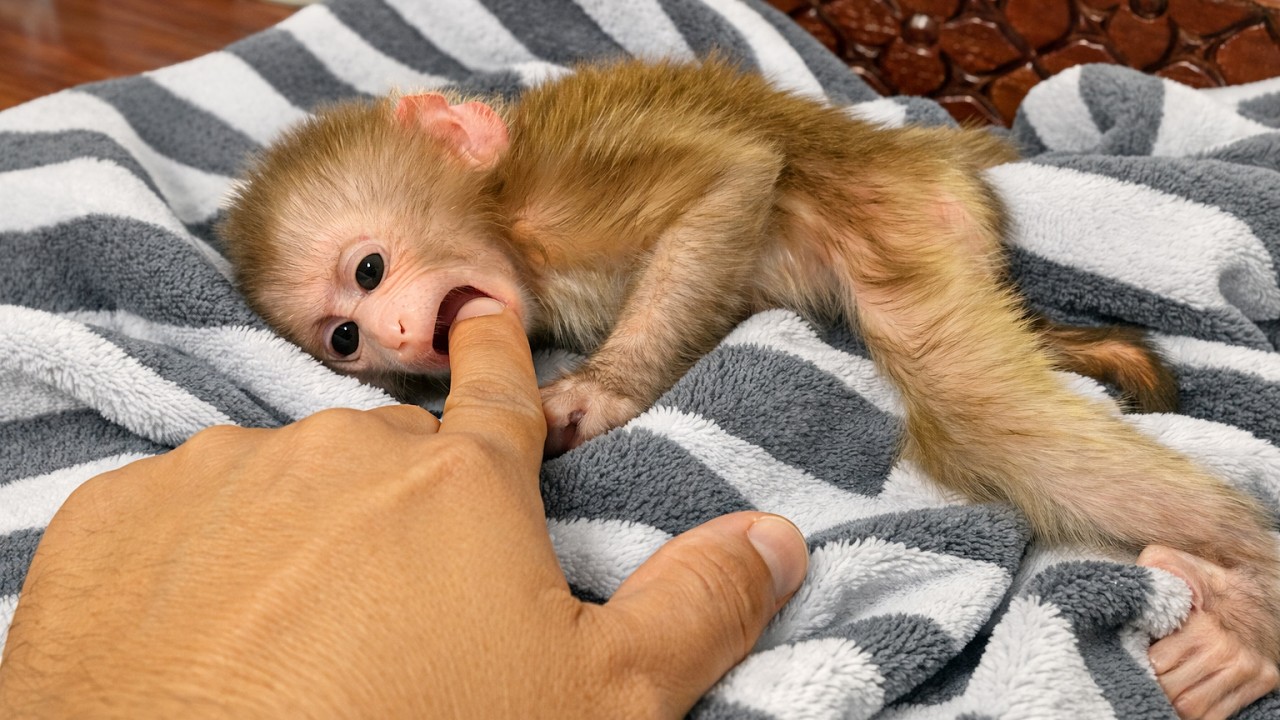 Baby monkey interacts with human finger Becouse She Hungry Milk