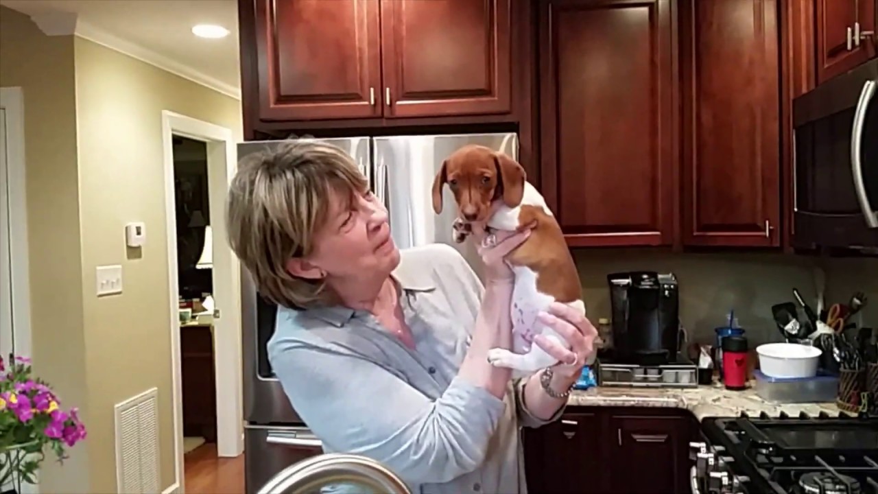 Grandmother Puppy Surprise - Mini Dachshund (OMG GRAMMY)