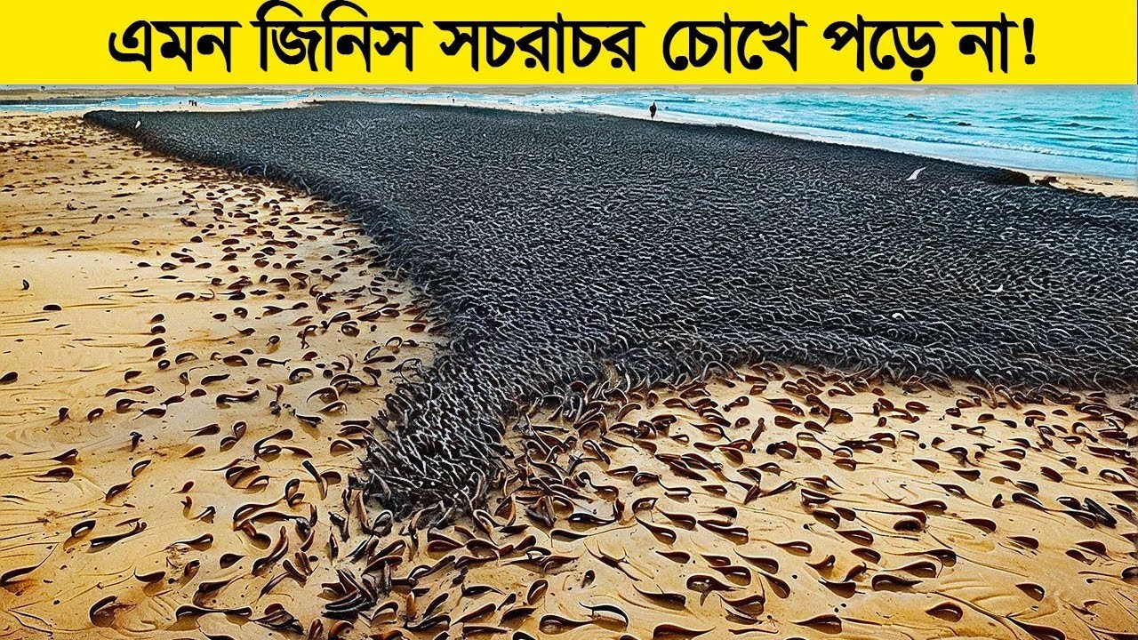 ভিডিওটা দেখুন ! আপনি নির্ঘাত বোকা বনে যাবেন। কিছু জিনিসের কোনো ব্যাখা হয় না!