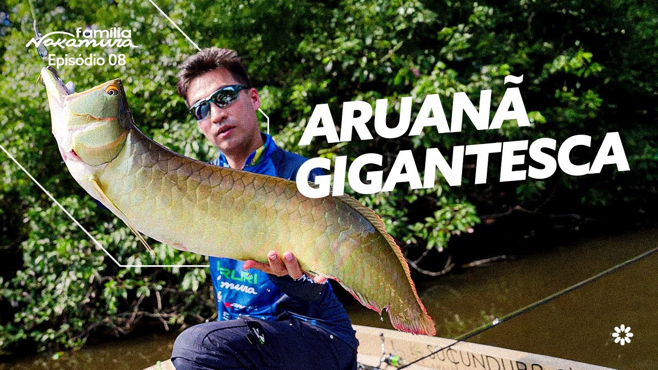 Tucunarés MONSTRUOSOS e Aruanãs Gigantes! A Expedição de Renan Nakamura no Rio Acari
