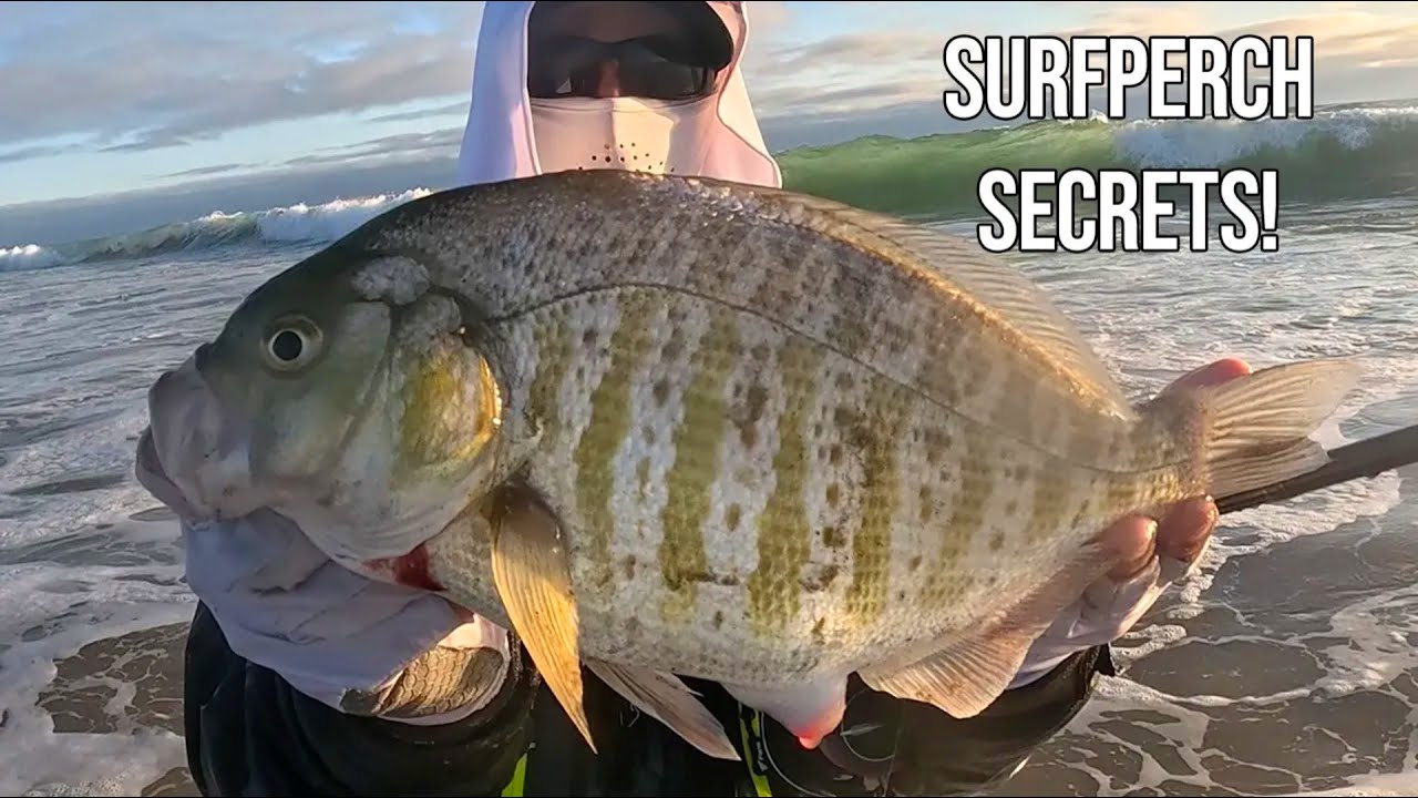 Secret Hooks & Rigging for Surfperch (World's Best Perch Bait Tested!)