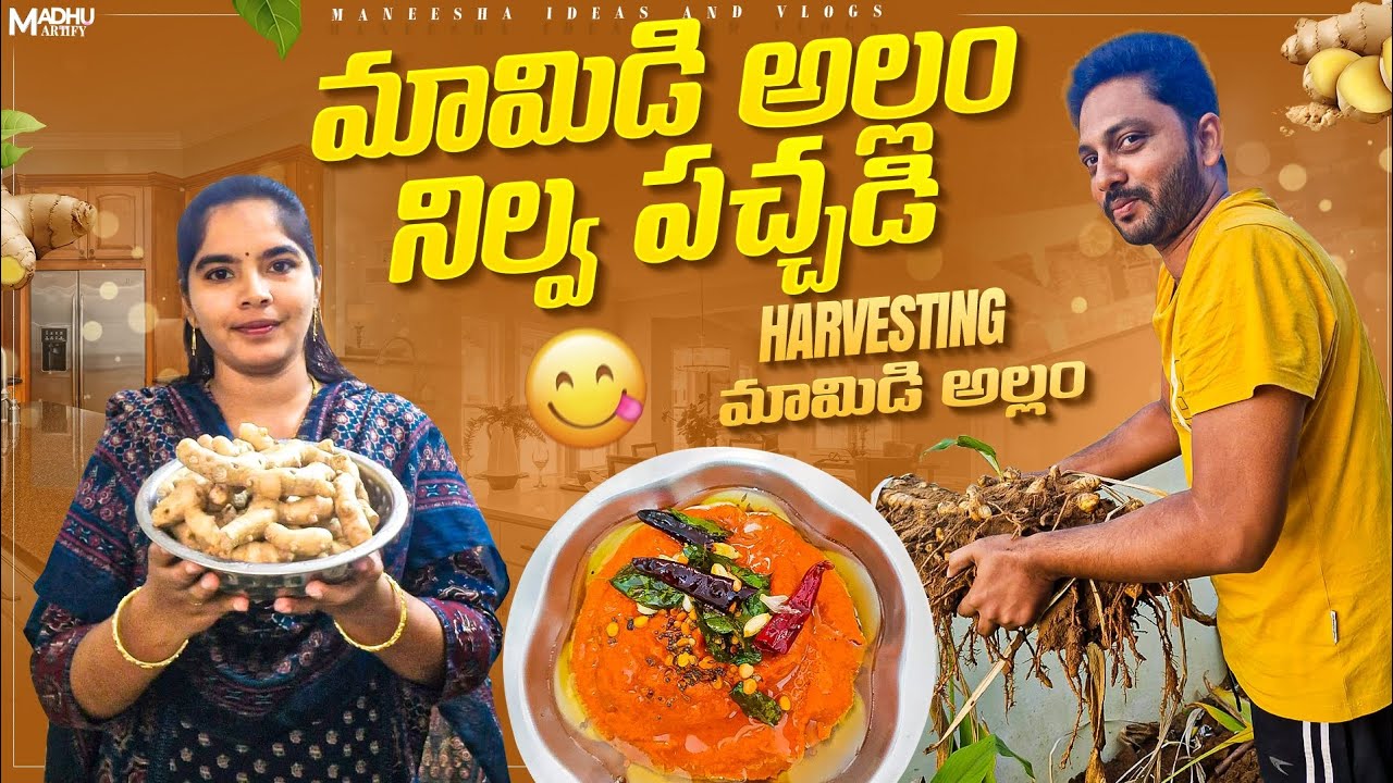 ఇంటి దగ్గర తీసిన మామిడి అల్లంతో నిల్వ పచ్చడి పెట్టాము @maneeshaideasvlogs8460 #mamidiallam