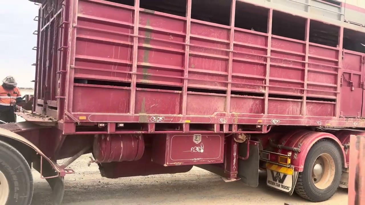 Road train of cattle on new Cooper Creek Barge
