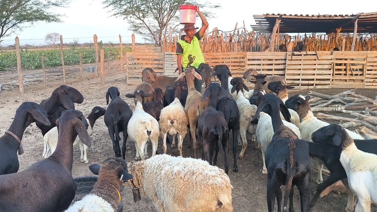 SE PREPARA PARA  CHOVER EM SOLEDADE SÓ DEUS É MAIS LINDO DO QUE ISSO E A SAÚDE E  OLHA OS CARNEIROS 