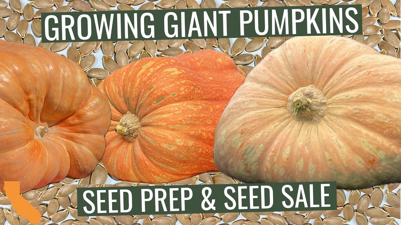 Seed Prep and Seed Sale - Growing Giant Pumpkins 2024
