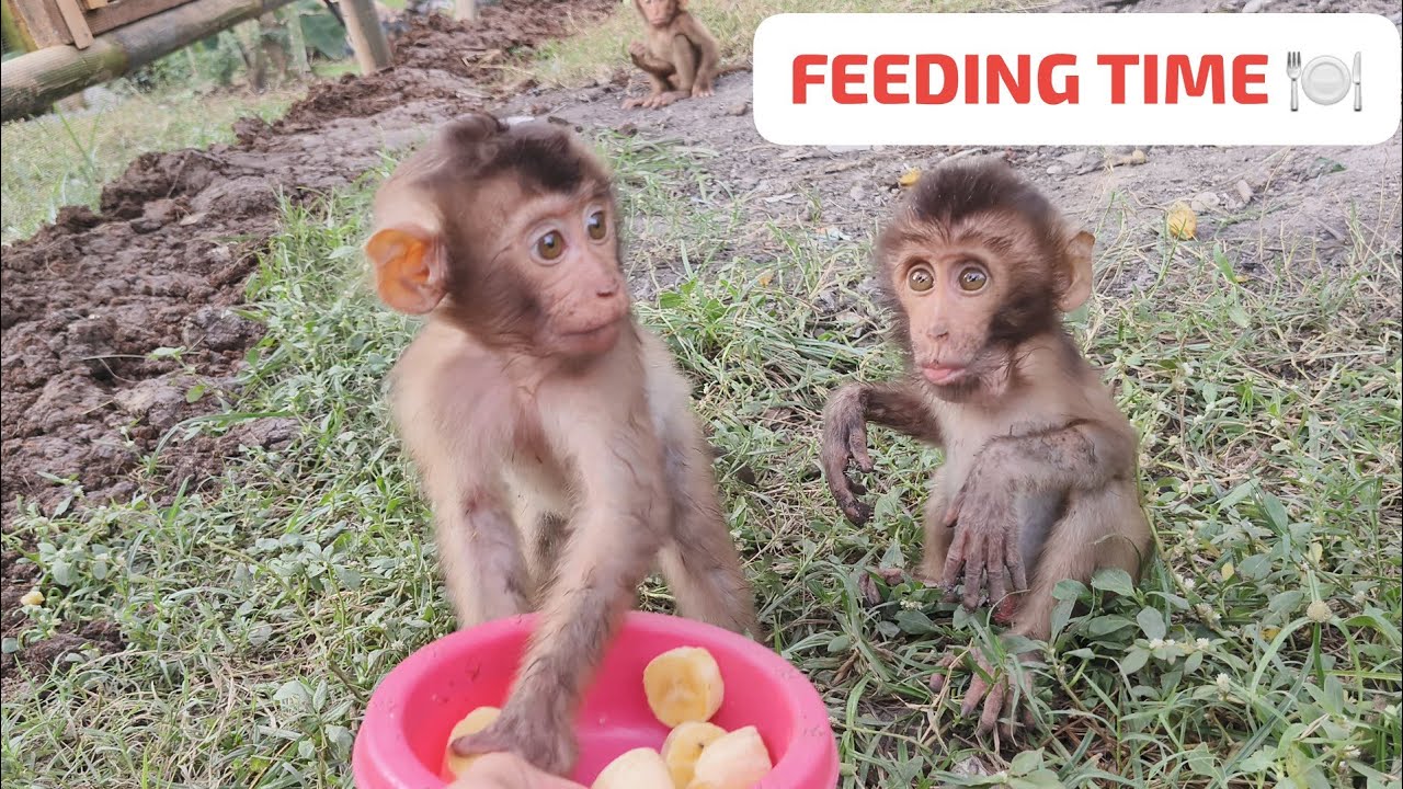 Waktunya makan cemilan untuk monyet monyet kecil di 