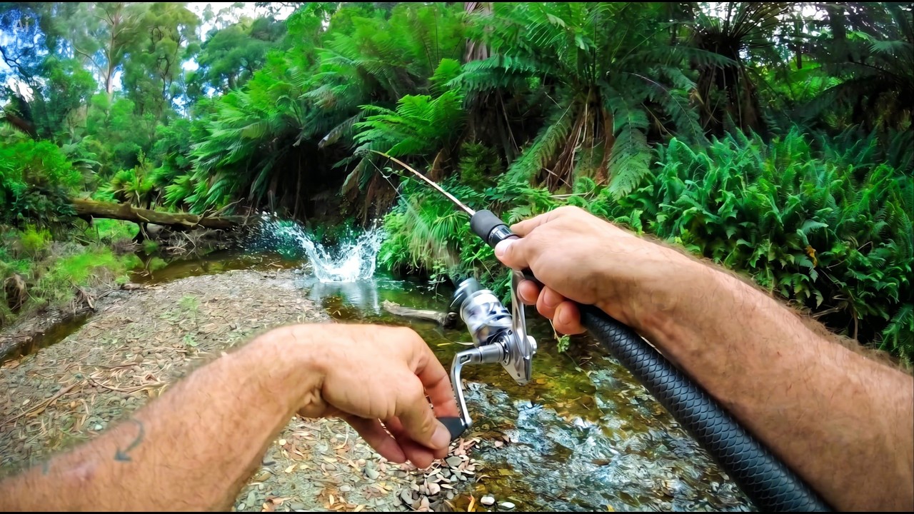 Small Stream Trout - Otway's