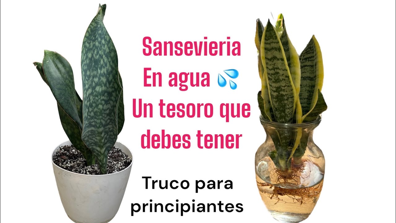 SANSEVIERIA EN AGUA 💦 La planta más fácil del mundo