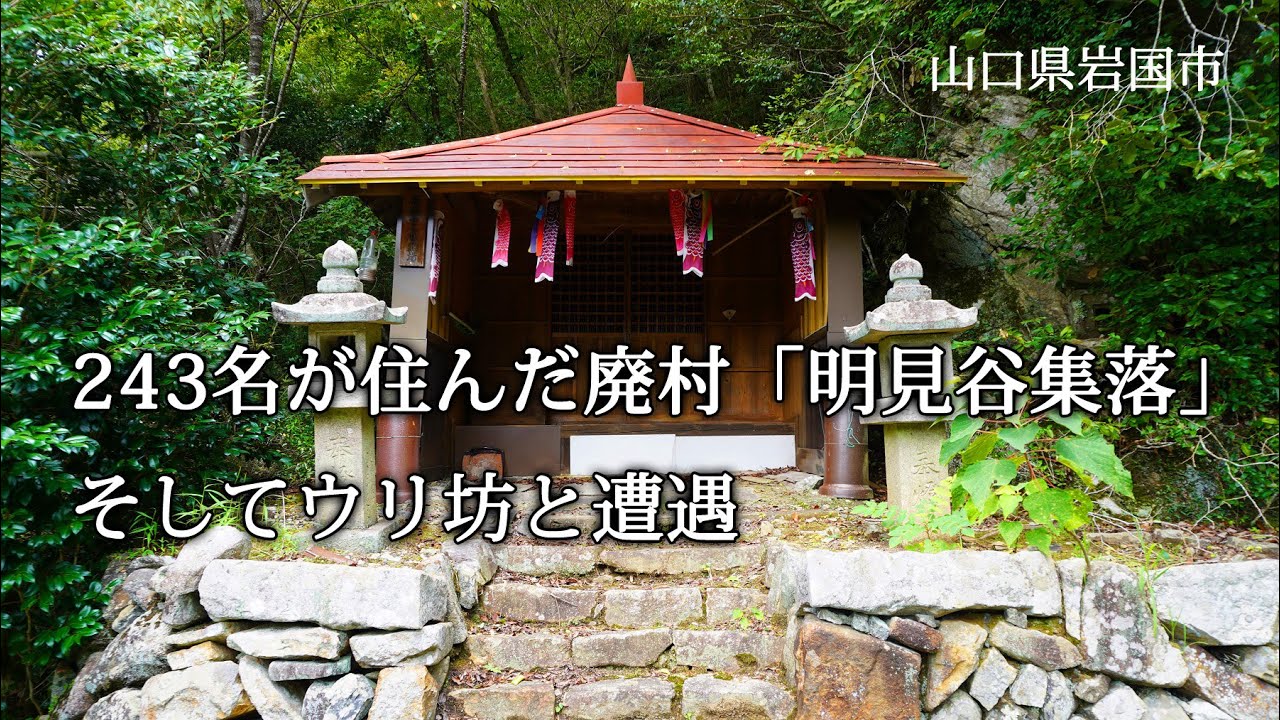 山口県岩国市　243名が住んだ廃村「明見谷集落」そしてウリ坊と遭遇