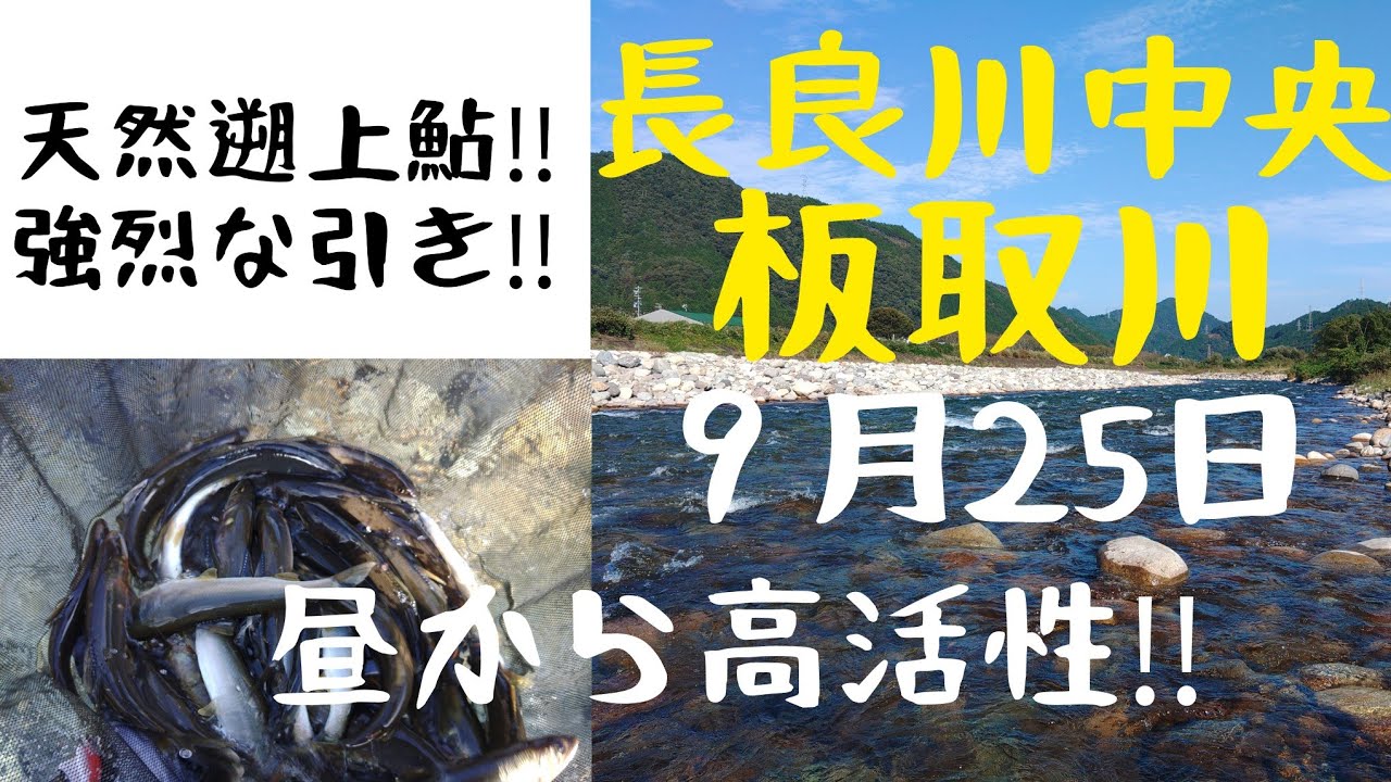 長良川中央。板取川‼️天然遡上鮎は強烈な引き‼️