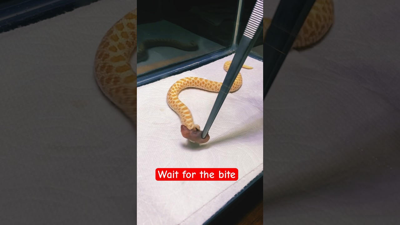 Baby Hognose Eats While Shedding 