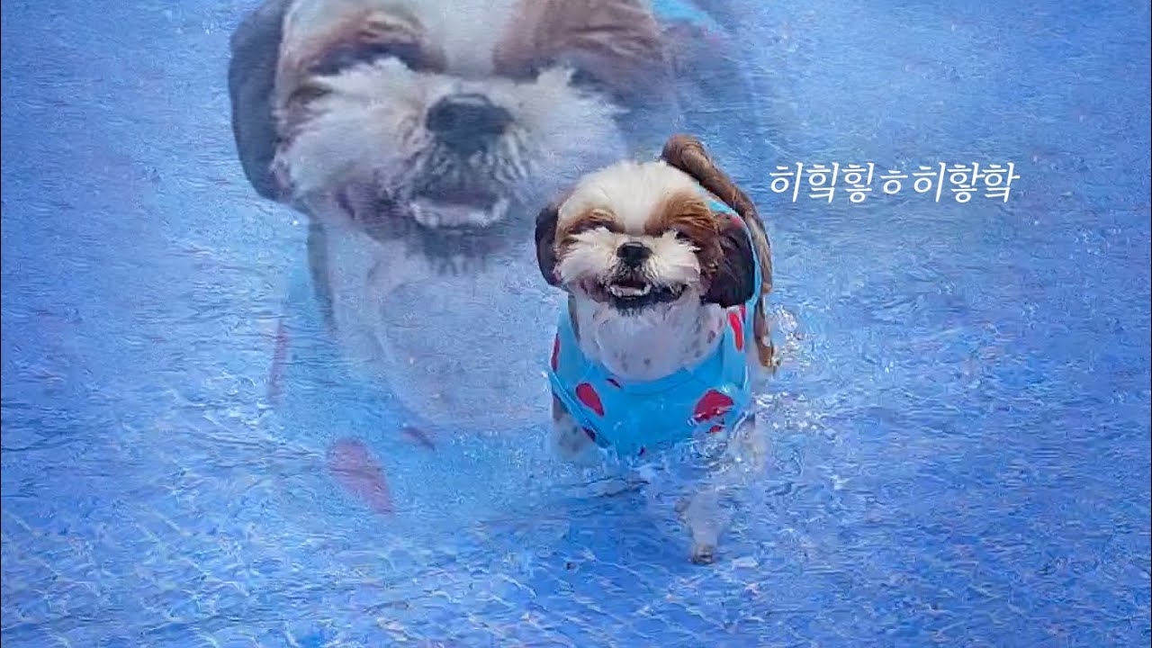 무슨 개가 그렇게 웃어ㅋㅋㅋ 물또라이 시츄의 광기🤣🤣