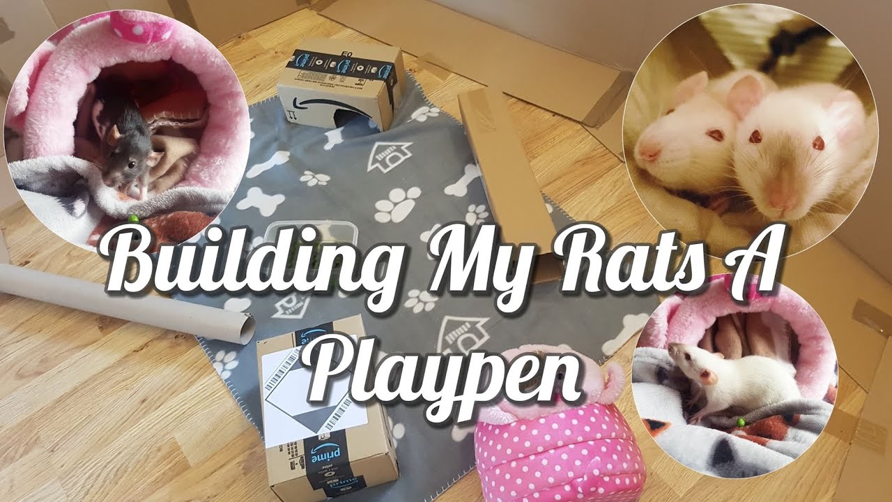 Building My Rats A Playpen //Free Roaming My Rats For The First Time