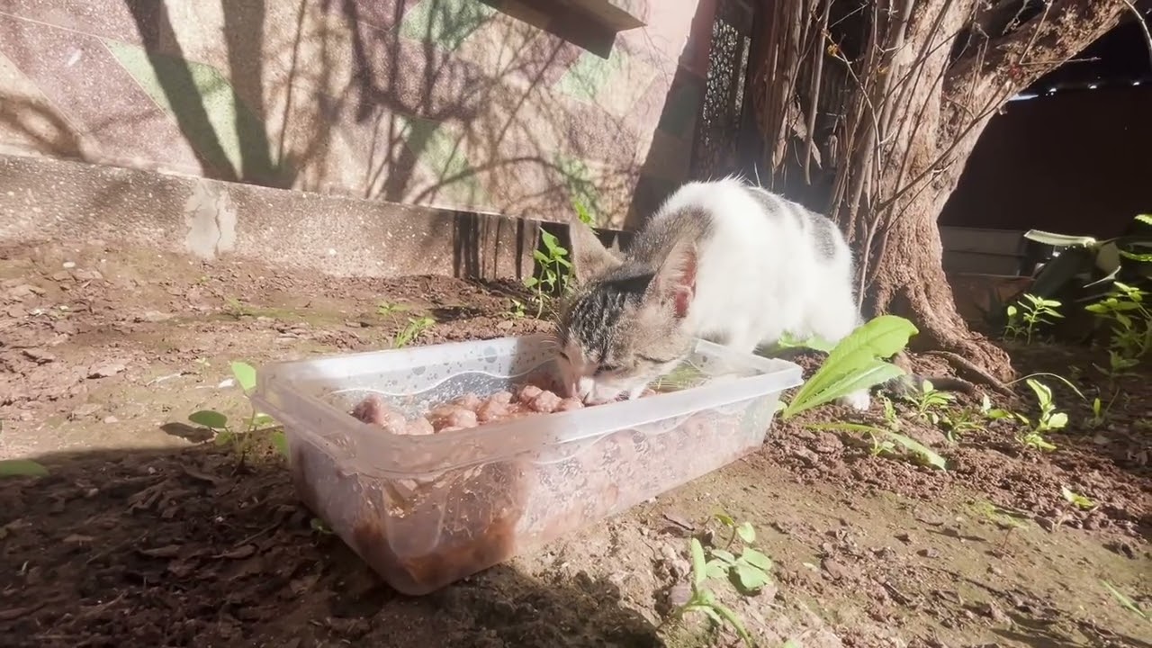 When Hunger Is Stronger Than Fear