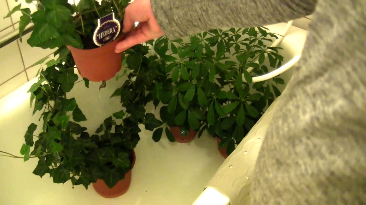 Vattna blommor - N&auml;r man &auml;r kass p&aring; det..Del 1