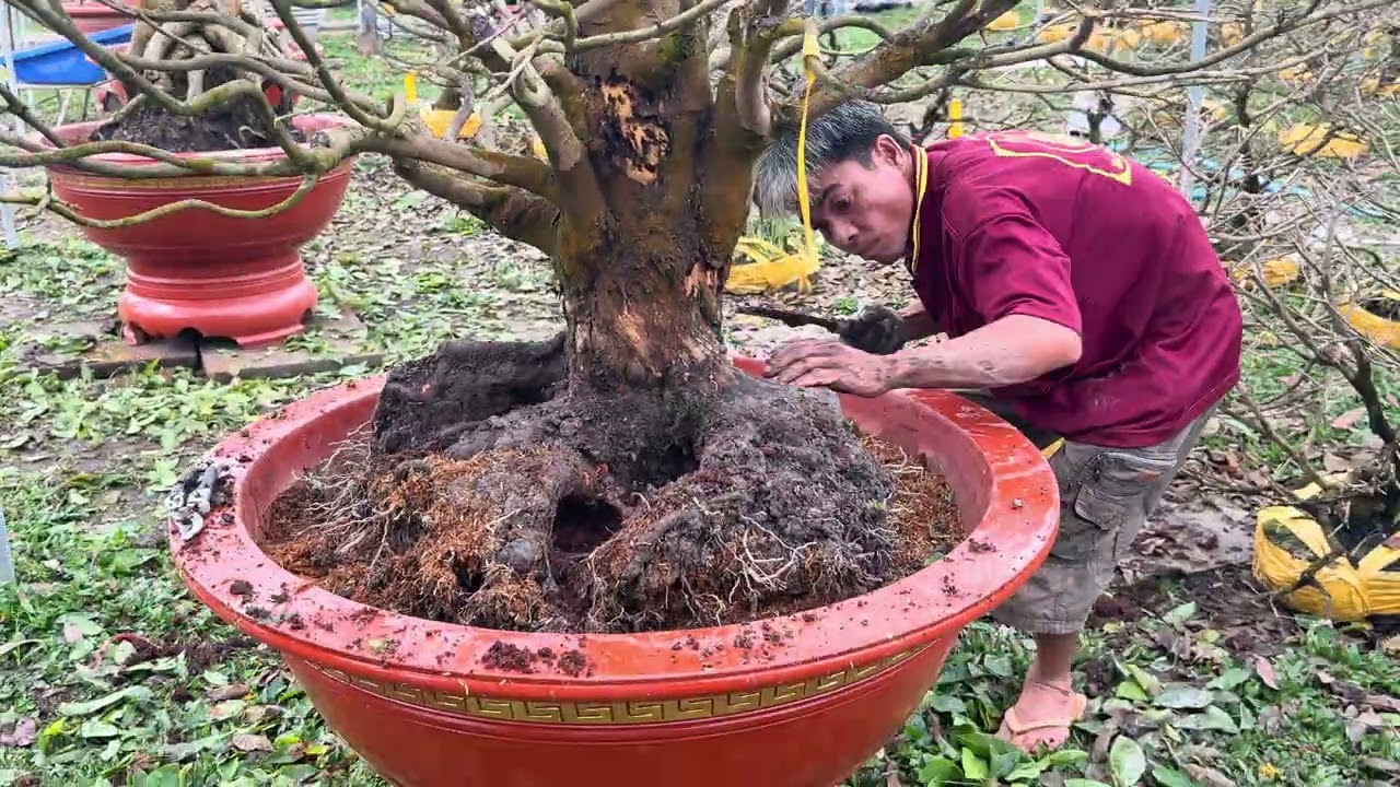 LÊN CHẬU GIAO LƯU LÔ MAI LỚN-0385233423 CHIA SẺ CÁCH VÀO CHẬU 