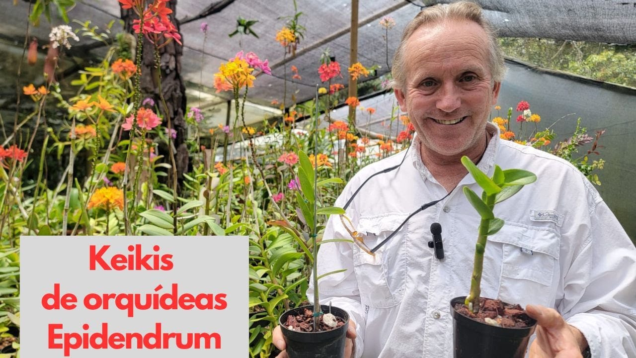 Keikis de orquídeas Epidendrum - Paso a paso para su siembra