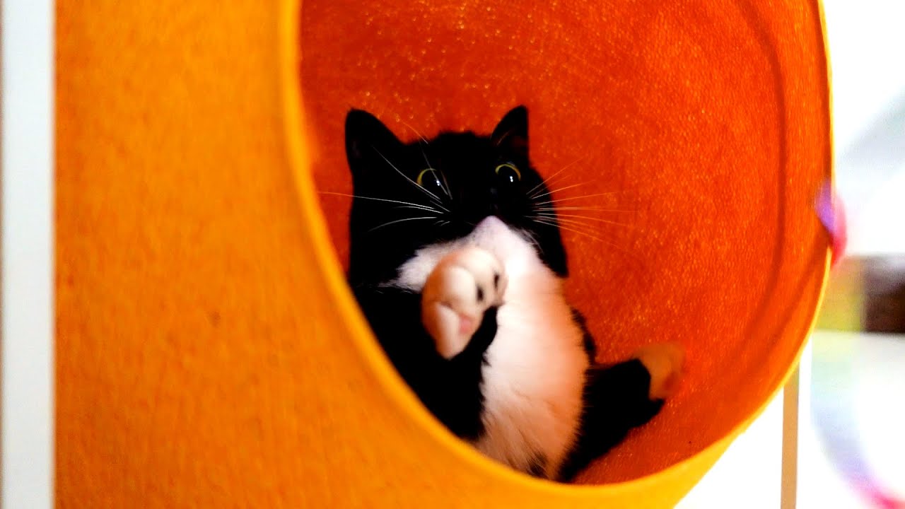 うににフランス生まれのおしゃれな猫ハウスをプレゼントしたらこうなりました