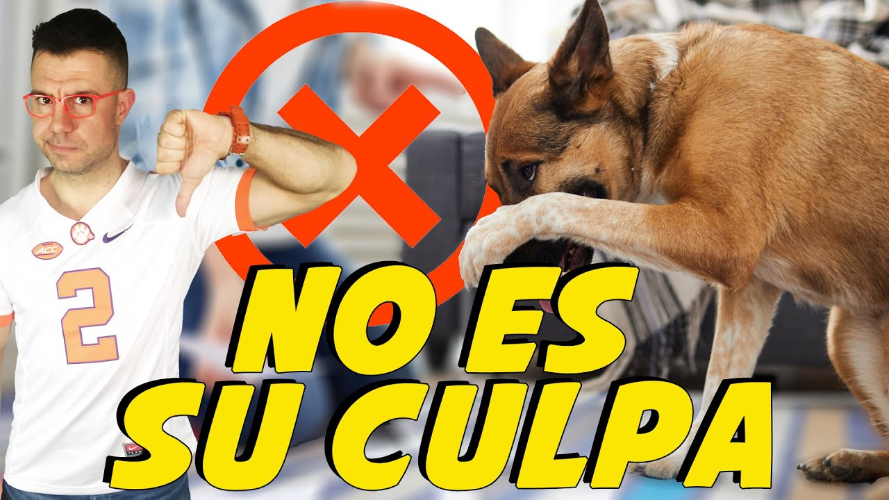 ⚠️No cometas este error ❌😓 Cómo Educar Perros 🐶📝 | Adiestramiento Canino