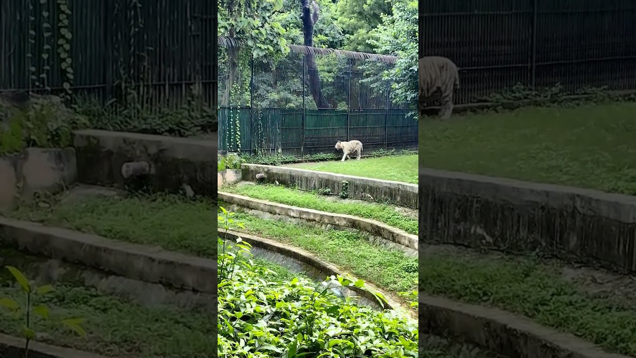 white tiger in Delhi ZOO 😀❤️ #shorts #2022 #animals #zoo
