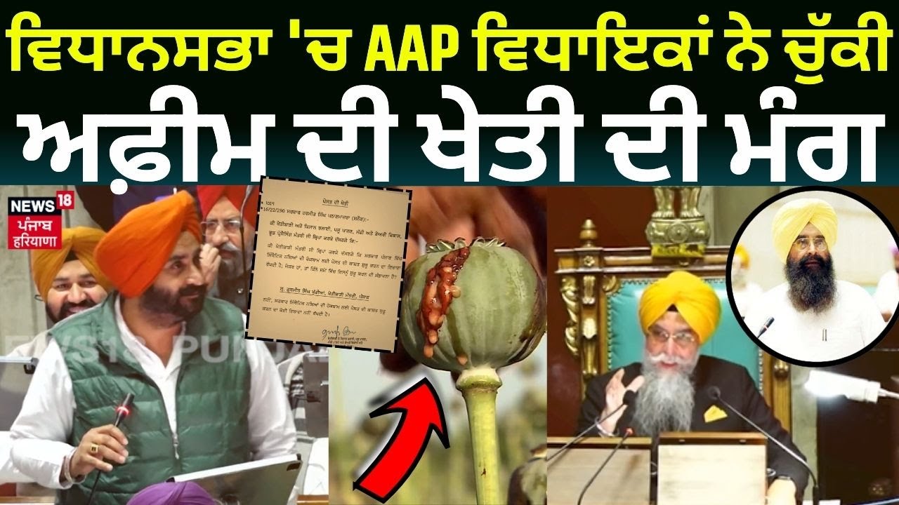 Vidhan Sabha 'ਚ AAP ਵਿਧਾਇਕਾਂ ਨੇ ਚੁੱਕੀ ਅਫੀਮ ਦੀ ਖੇਤੀ ਦੀ ਮੰਗ, ਸੁਣੋ ਕੀ ਬੋਲੇ ਇਸਤੇ ਖੇਤੀ ਮੰਤਰੀ | Opium|N18V