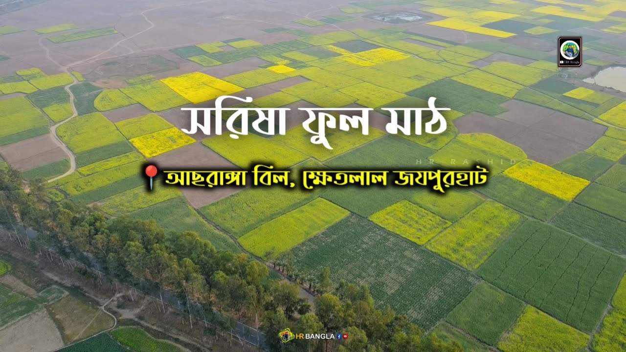 Hidden behind the yellow mustard flowers is the story of the farmer's sweat and dreams. 📍 Asharanga Beel, Khet Lal, Joypurhat