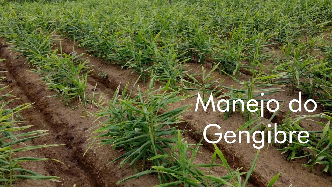 O Manejo do Gengibre - Aprenda a Cultivar Gengibre