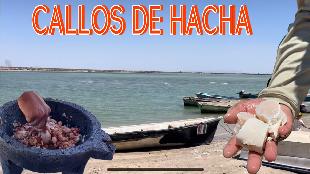 En Agiabampo Sonora se saca el callo de hacha y las almejas chocolatas mas sabrosas de todo Mexico