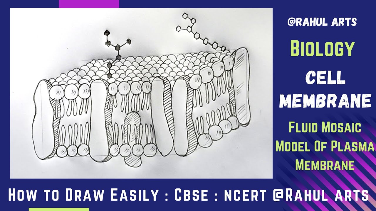 How to Draw Cell Membrane | Fluid mosaic Model Of Plasma Membrane in easy steps : Ncert CBSE Biology