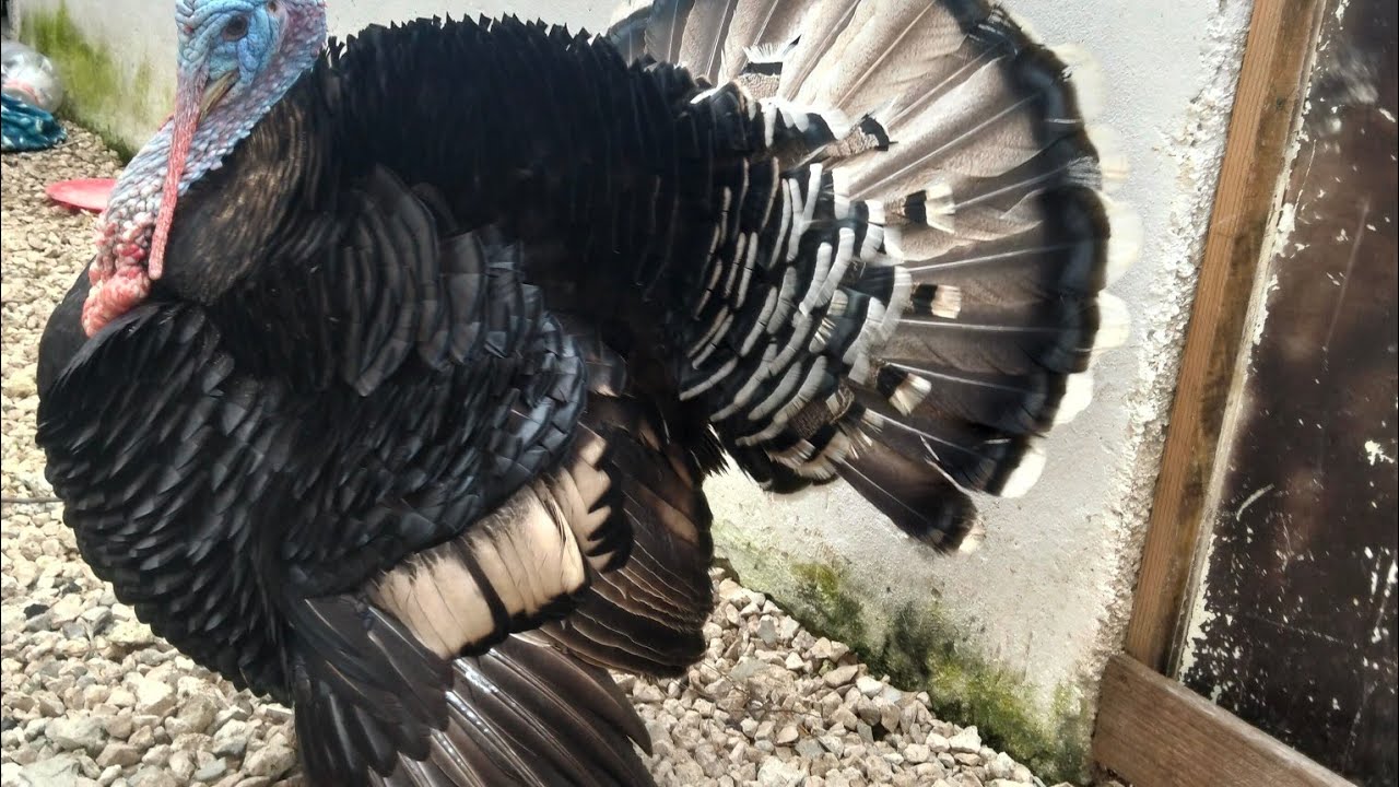 Alimentando a mis animales de rancho, pavos, gallinas y pollos.