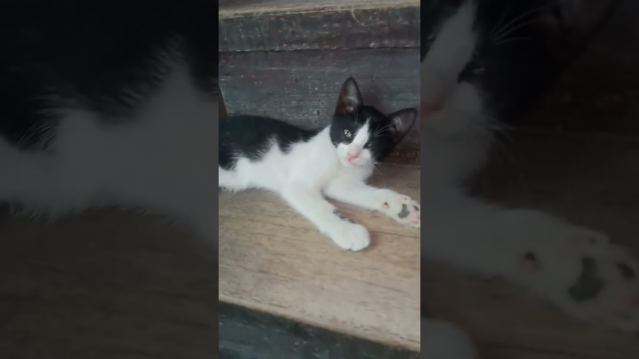 mga pusang makukulit🤪😁😄🐱🐈‍⬛ 