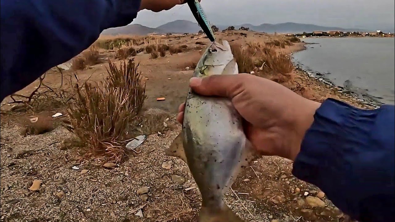KIYIDAN ATÇEK SARIKANAT(LÜFER) AVI