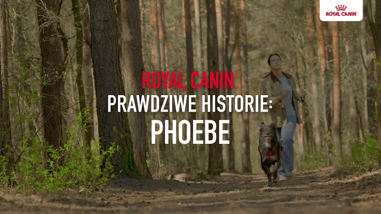 Psia historia ze szczęśliwym zakończeniem. Royal Canin przedstawia:  Phoebe
