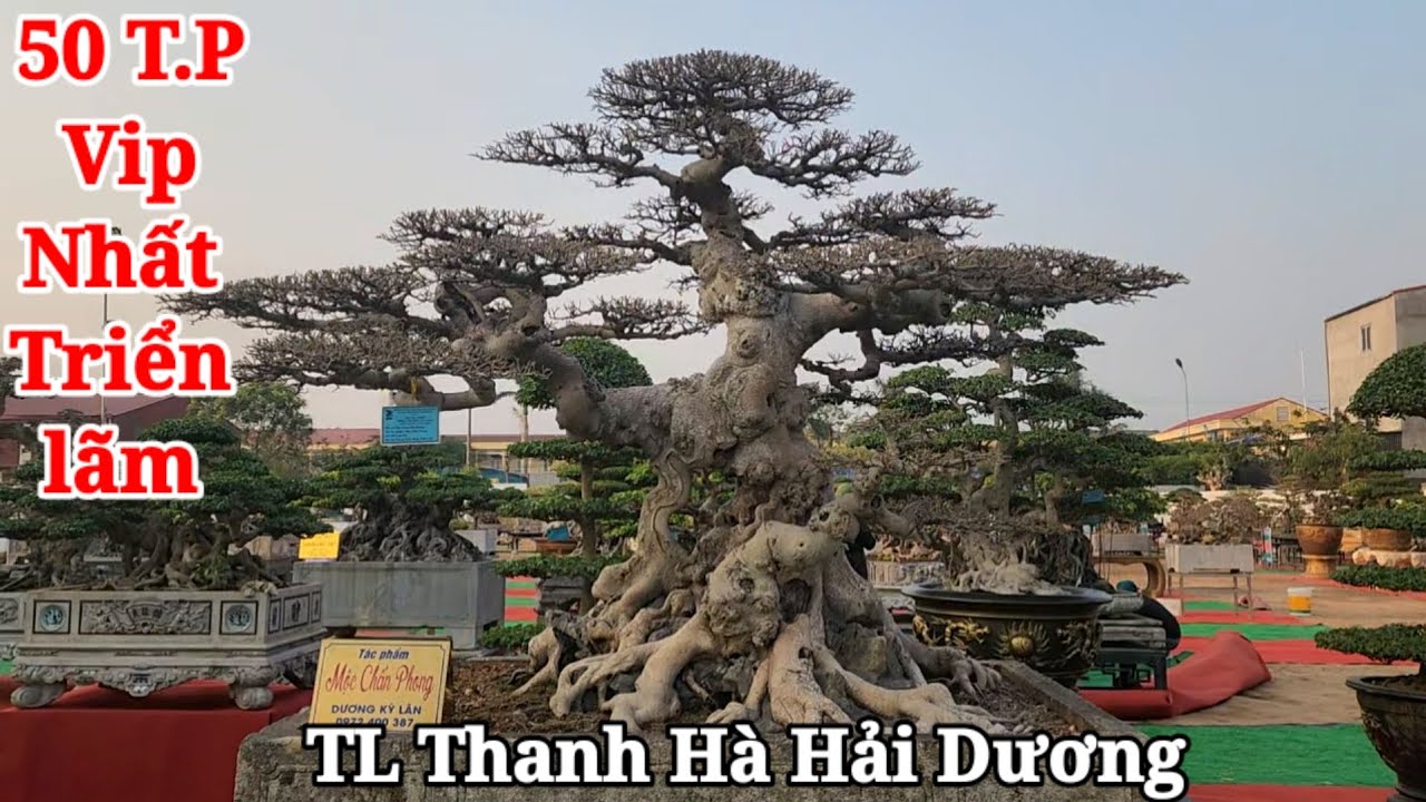 Khu trưng bày 50 TP Vip nhất triển lãm Thanh Hà Hải Dương