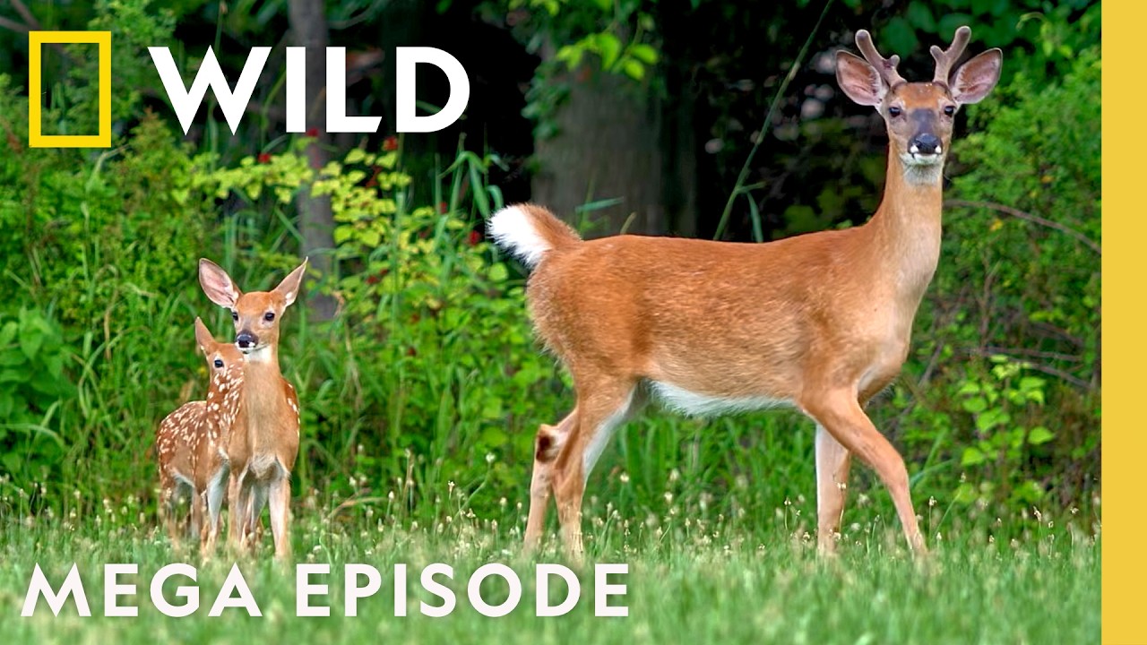 Secret Lives of America's National Park Animals | MEGA Episode | Nat Geo Animals