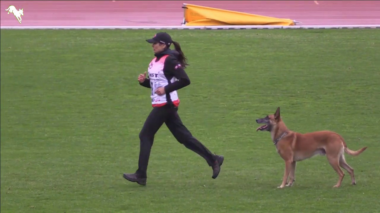 Campari vom Clan der Wolfe Christine Kisser Obedience FMBB 2019