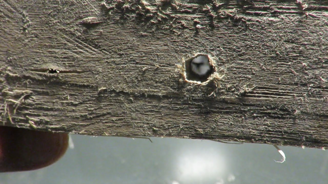 RATNIK 6E6 : drilling a large and long hole in hardwood with with its super awl!
