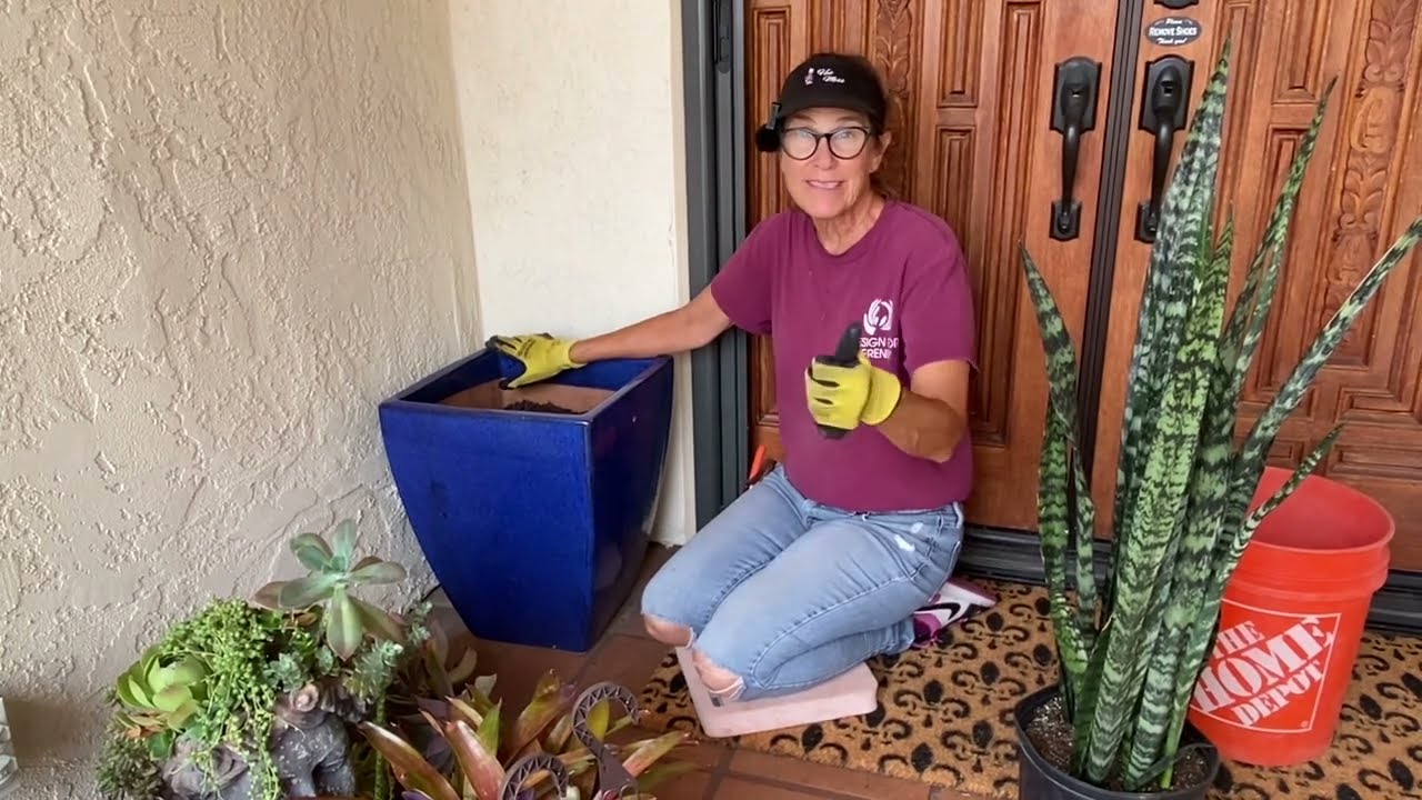 Creating A Succulent Arrangement For The Shade
