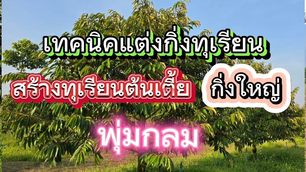 วิธีแต่งกิ่ง ทำทุเรียนต้นเตี้ย กิ่งใหญ่ พุ่มกลม
