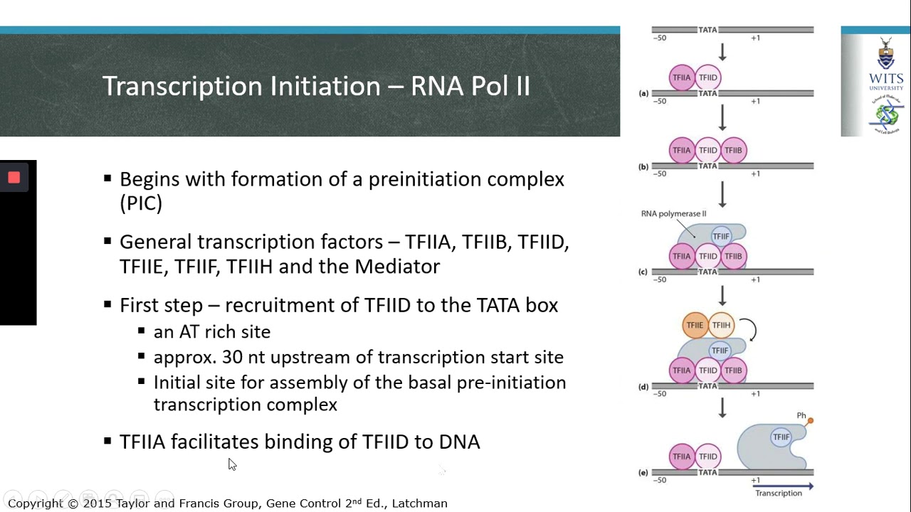 Transcription Initiation