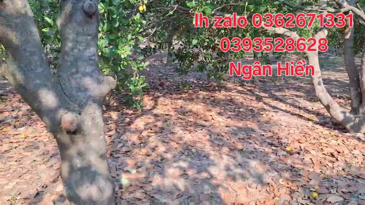 Nhượng khoảng 6,5ha điều lớn, đất bằng đẹp giá 1,3ty có thương lượng 