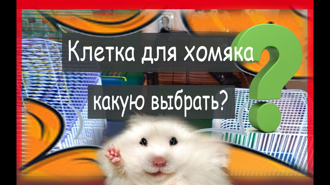 Клетка для хомяка: какую выбрать? Полная версия